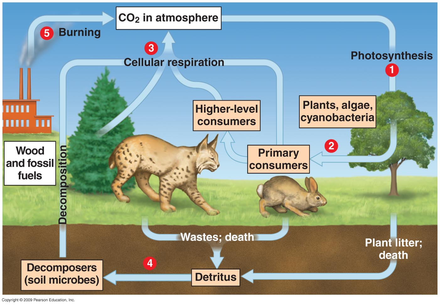 Ekosistem Dan Kesalingtergantungan Makhluk Hidup Part2